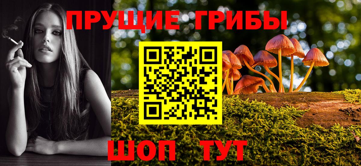 Галлюциногенные грибы Psilocybe Великий Новгород